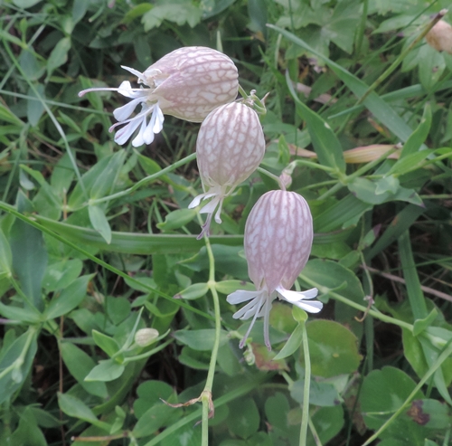 Silene vulgaris